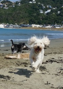 Allpets Wellington Pet Care Feeding - Dog Walking