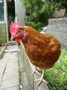 Tanya the Chicken