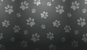 Allpets Wellington Pet Care Paws Background