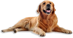 Allpets Wellington Pet Care - Doggy Day Care companion image