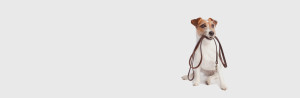 Allpets Wellington Pet Care Feeding - Dog Walking Background Image